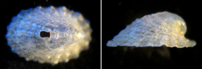 Puncturella picciridda??